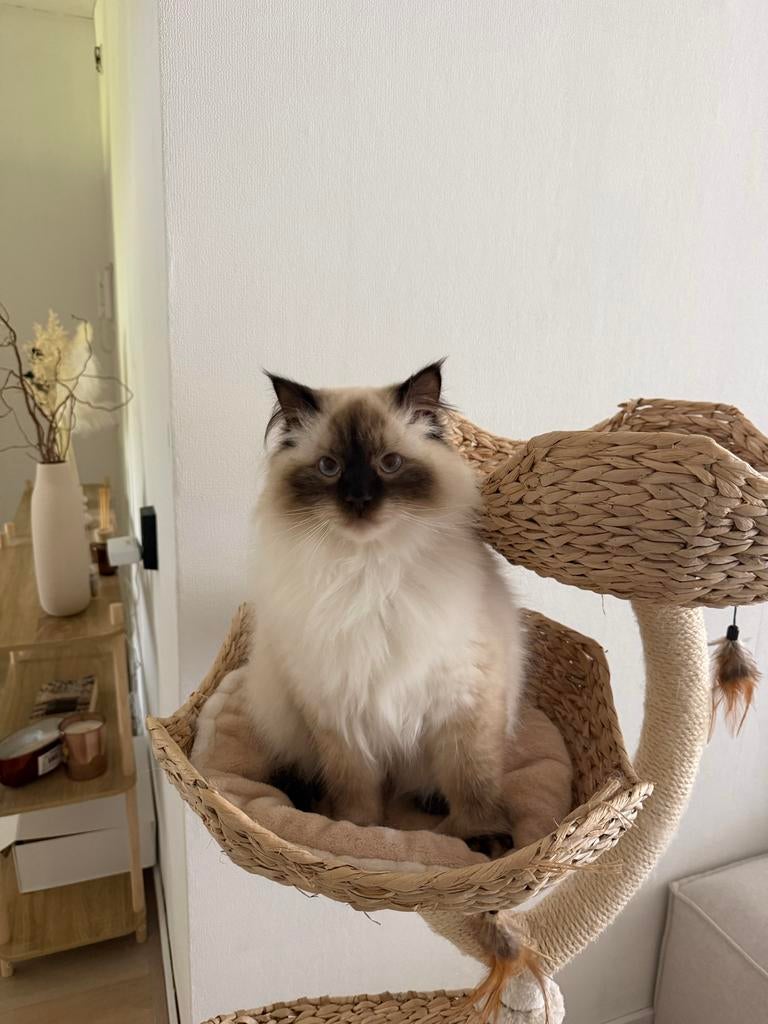 Ragdoll, Dieren en Toebehoren, Kater, 0 tot 2 jaar