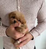 Exclusieve Maltipoo F1 pup ( Maltezer/Asian Toy Poedel), Dieren en Toebehoren, Particulier, Overige rassen, 8 tot 15 weken, Buitenland
