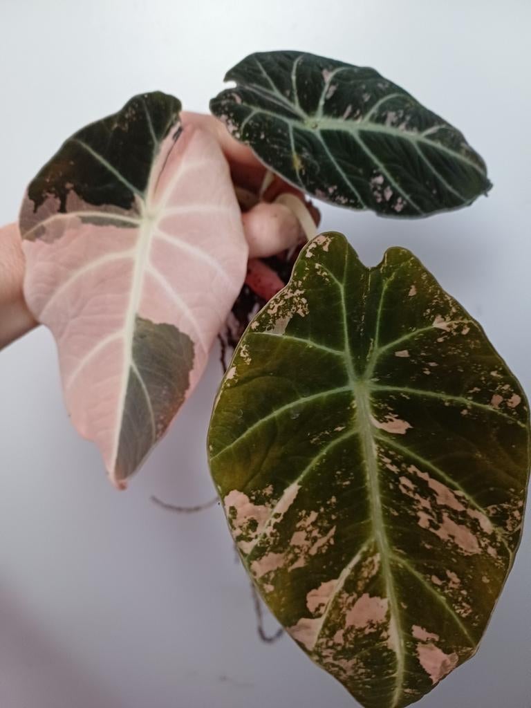 Alocasia Black Velvet pink knollen, Huis en Inrichting, Kamerplanten, Ophalen of Verzenden, Halfschaduw, Minder dan 100 cm
