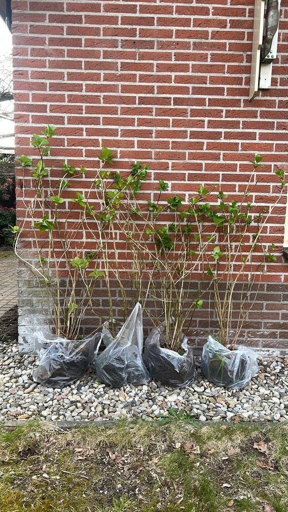 4 prachtig grote hortensia planten, Tuin en Terras, Planten | Tuinplanten, Ophalen, Overige soorten, Halfschaduw