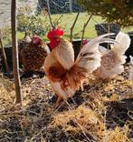 Serama broedeieren (kans op krul en split-zijde), Dieren en Toebehoren, Pluimvee, Kip