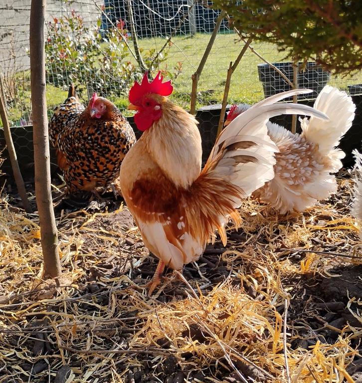 Serama broedeieren (kans op krul en split-zijde), Dieren en Toebehoren, Pluimvee, Kip