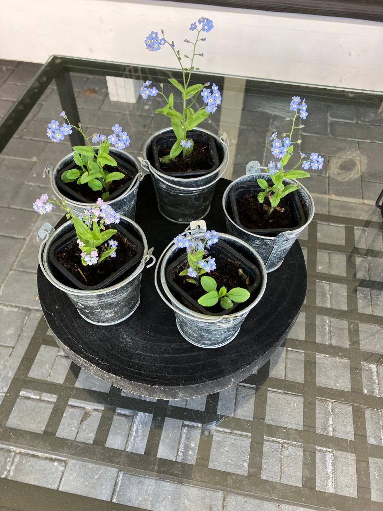 tuinplanten vergeet me nietjes in zinken bloempotjes alle, Overige soorten, Vaste plant, Ophalen of Verzenden, Halfschaduw