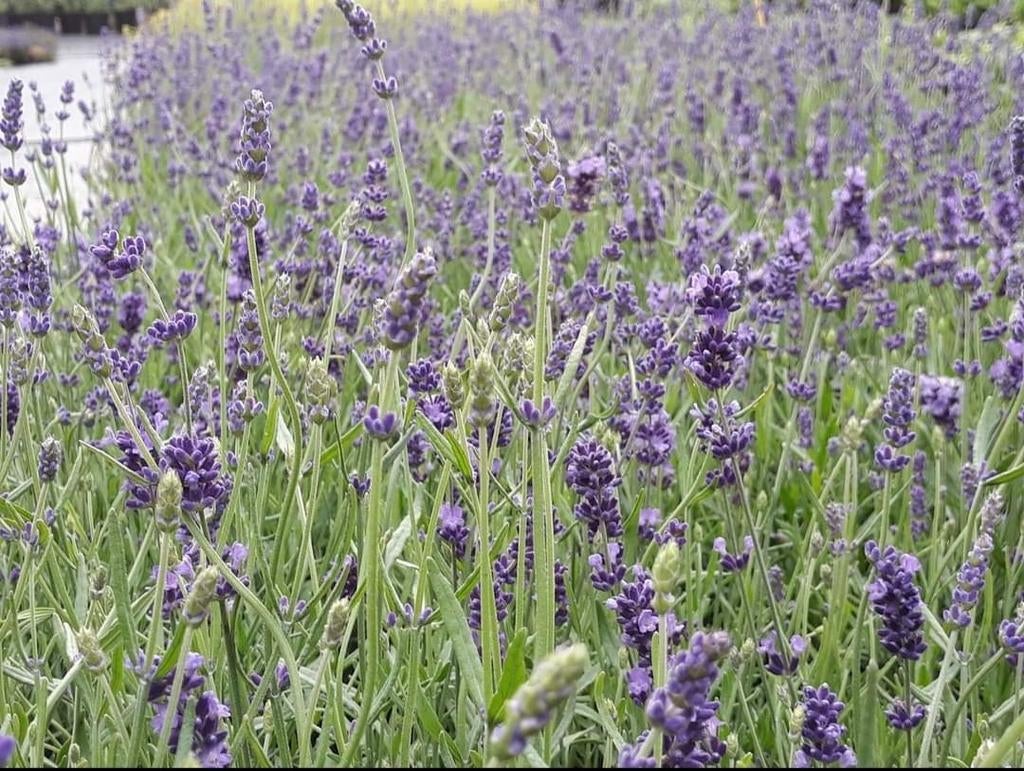 Lavendel planten te koop, Ophalen of Verzenden, Overige soorten, Volle zon