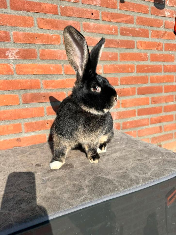 Duitse reuzen ram, Dieren en Toebehoren, Konijnen, Groot, Mannelijk, 0 tot 2 jaar