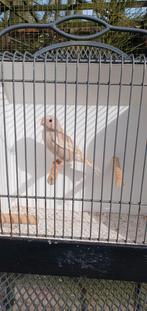 Noorse goudvink pop bruin pastel 2025, Vrouwelijk, Wildzangvogel, Geringd