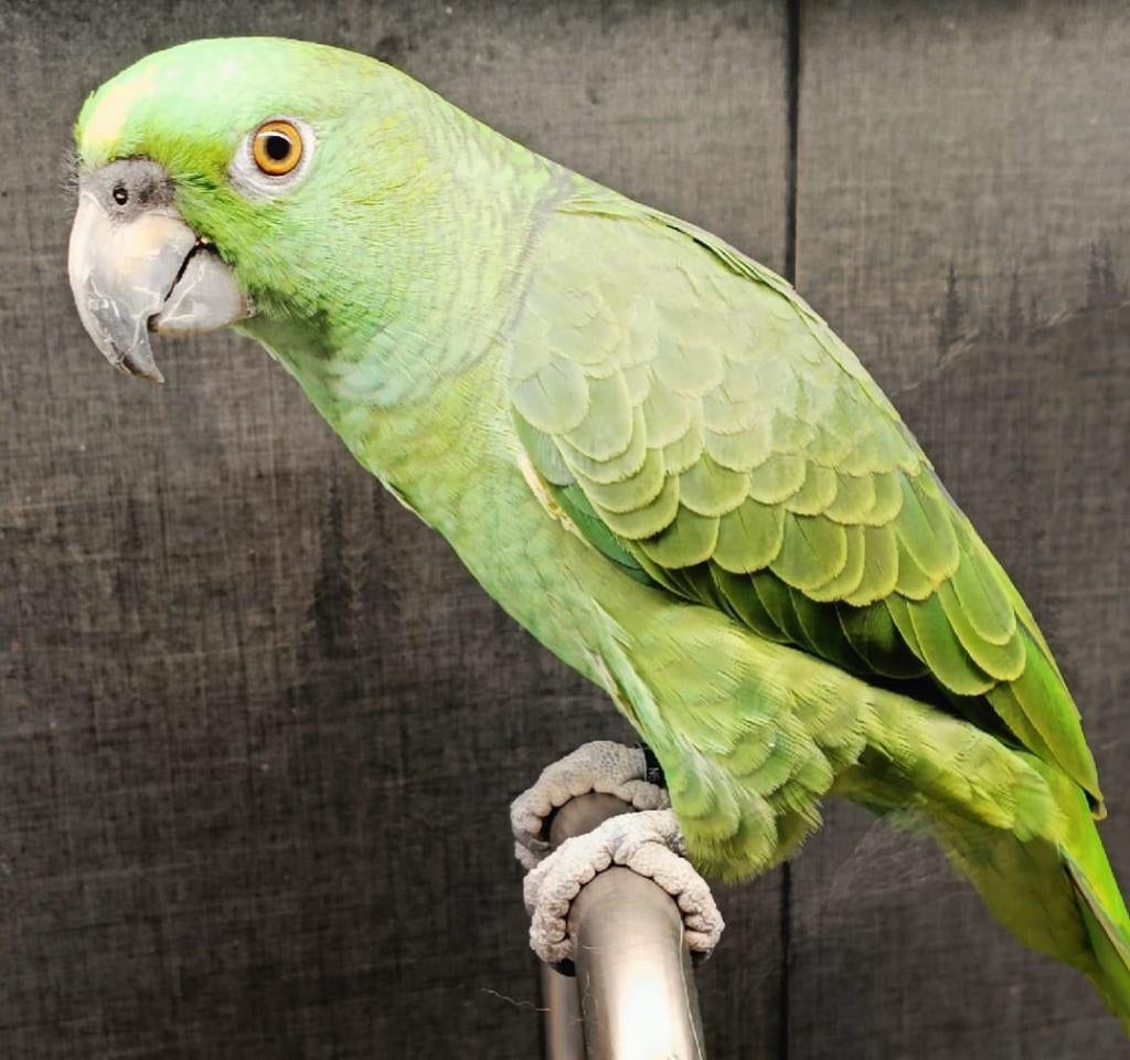 Prachtige Geelnek Amazone Papegaai – Kerngezond & Spraakzaam, Dieren en Toebehoren, Vogels | Parkieten en Papegaaien, Vrouwelijk