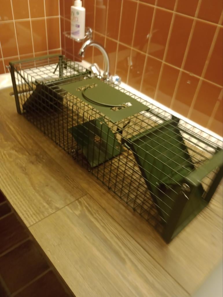 ratten vangkooi, Ophalen of Verzenden