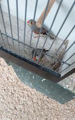 Zebravinken  spannetje  10 euro, Meerdere dieren