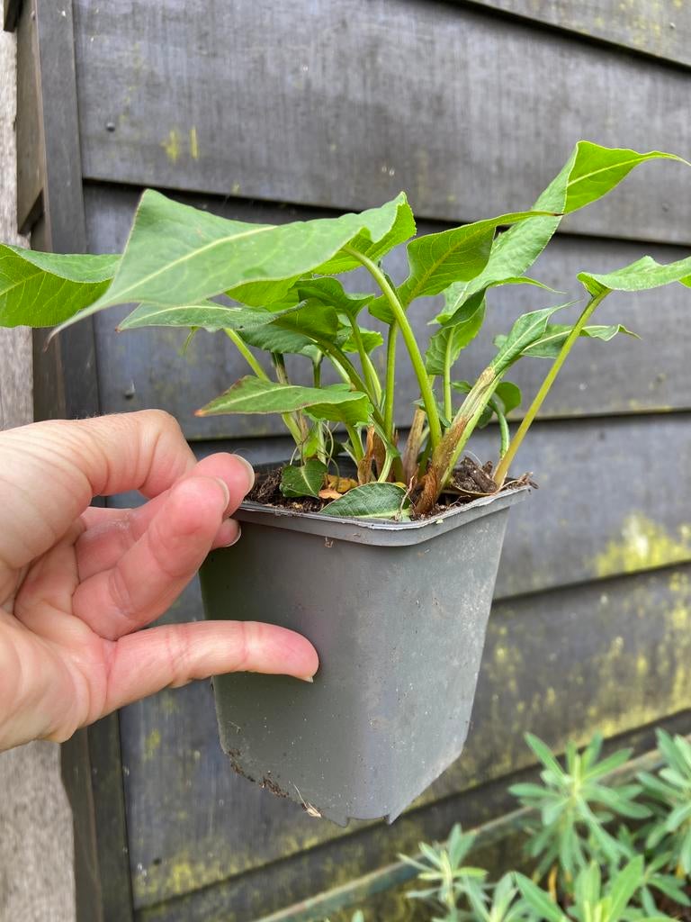 Polygonum Amplexicaule vaste plant tuinplant hobby kwekerij, Volle zon, Vaste plant, Herfst, Ophalen