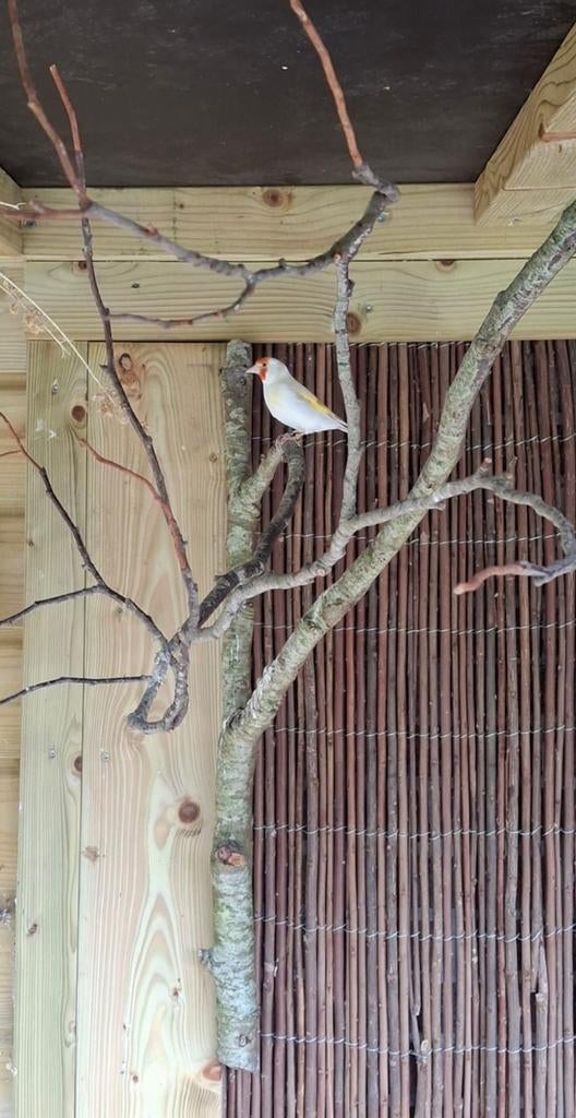 Majoor putter pop, Dieren en Toebehoren, Vogels | Overige Vogels, Vrouwelijk, Wildzangvogel