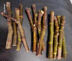 Vijgenboom stekken, 3 soorten, 14 stuks stekken, Ophalen of Verzenden, 250 tot 400 cm, Vijgenboom, Zomer