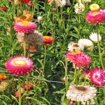 Zinnia, Cosmea, Strobloem, Goudsbloem, Mar& Kattensnor Zaden, Ophalen of Verzenden, Voorjaar, Volle zon, Zaad