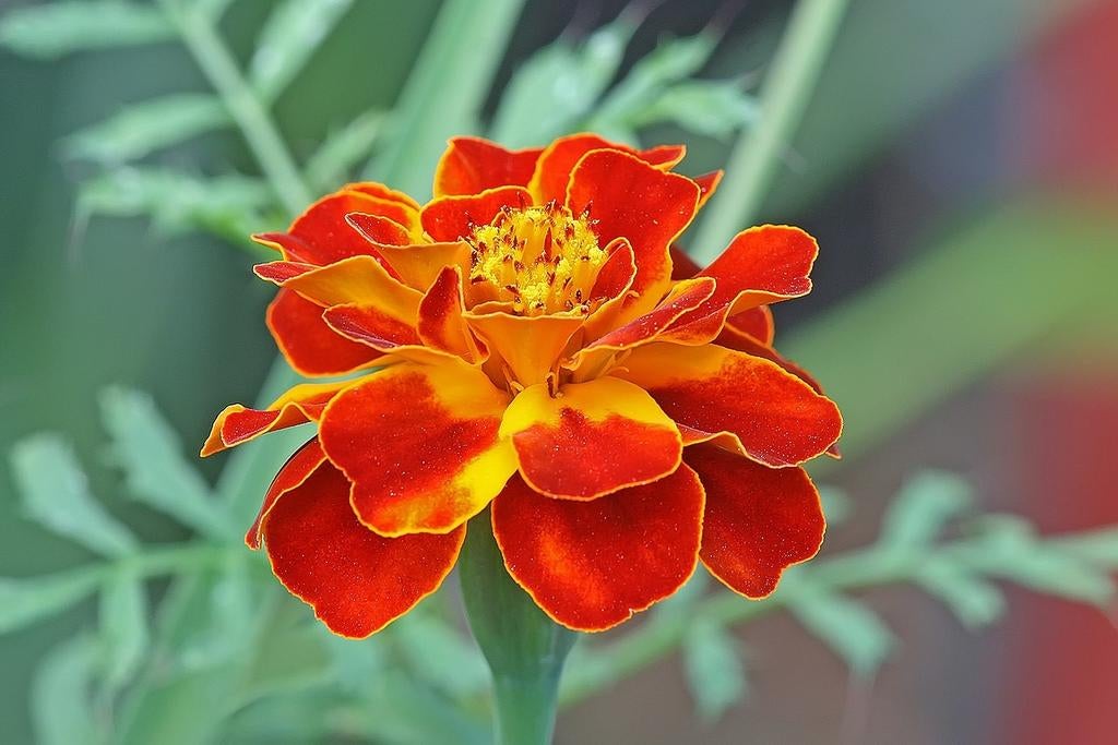 Afrikaantjes zaden, Tagetes, Verzenden, Volle zon