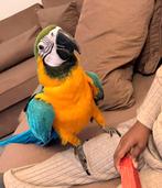 Blauw gele vrouwtjes ara, 9 maanden oud, Dieren en Toebehoren, Vogels | Parkieten en Papegaaien, Vrouwelijk, Papegaai, Tam