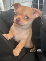 Chihuahua puppies nog 1 beschikbaar, Dieren en Toebehoren, Honden | Chihuahua's en Gezelschapshonden, 8 tot 15 weken, Teef, Parvo