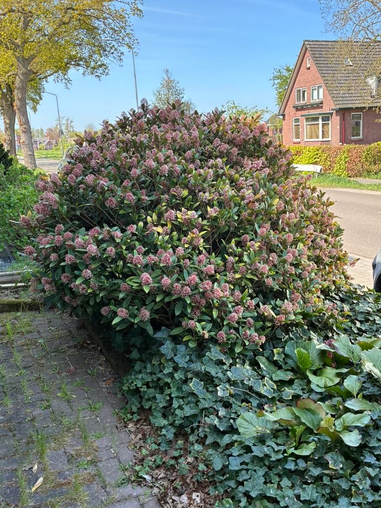 Gratis skimmia, Ophalen of Verzenden, Overige soorten