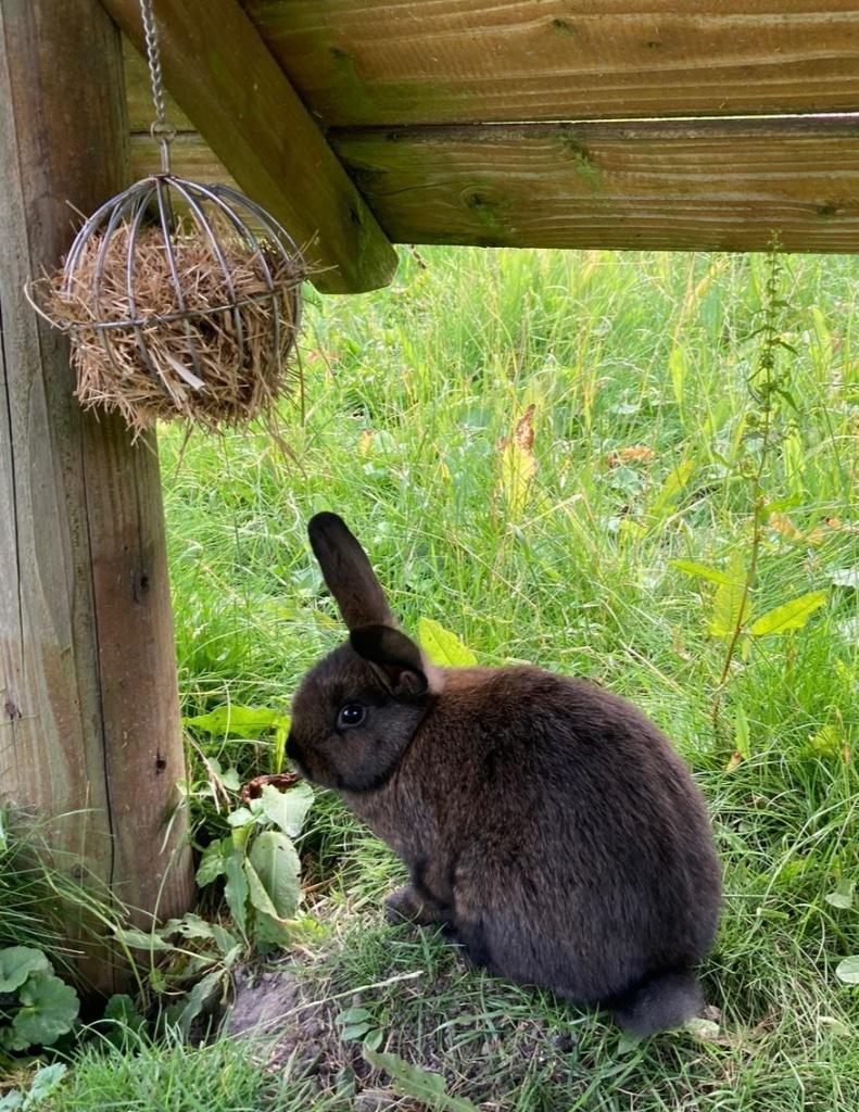 Konijntjes, Dieren en Toebehoren, Konijnen, Vrouwelijk, Middelgroot