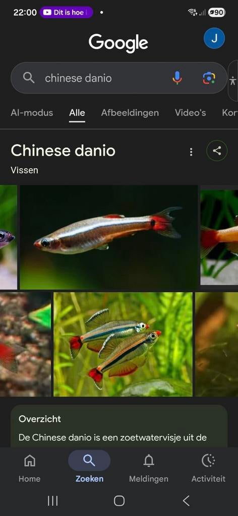 Chinese Danio, Dieren en Toebehoren, Vis, Schoolvis
