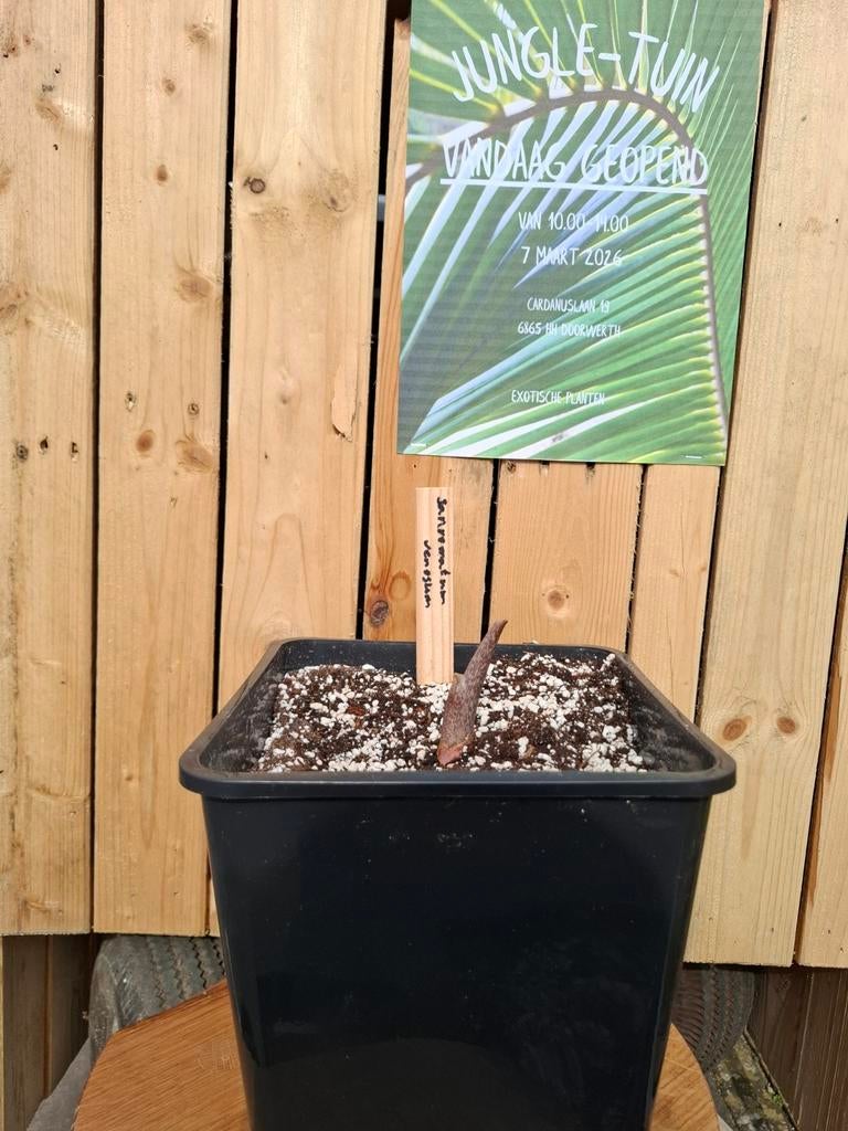 Sauromatum venosum, Tuin en Terras, Planten | Tuinplanten, Ophalen of Verzenden, Lente, Vaste plant, Halfschaduw