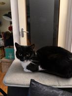 Lieve zwart/ witte kat, Dieren en Toebehoren, Katten en Kittens | Overige Katten, Poes