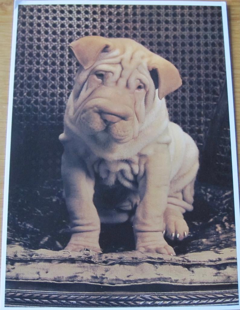 Groot formaat nieuwe ansichtkaart met een Shar-pei, Verzenden, 1980 tot heden, Ongelopen, Hond of Kat