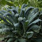 Palmkool Zaden - Toscaanse Zwarte Kool Biologisch, Ophalen of Verzenden, Voorjaar, Volle zon, Zaad