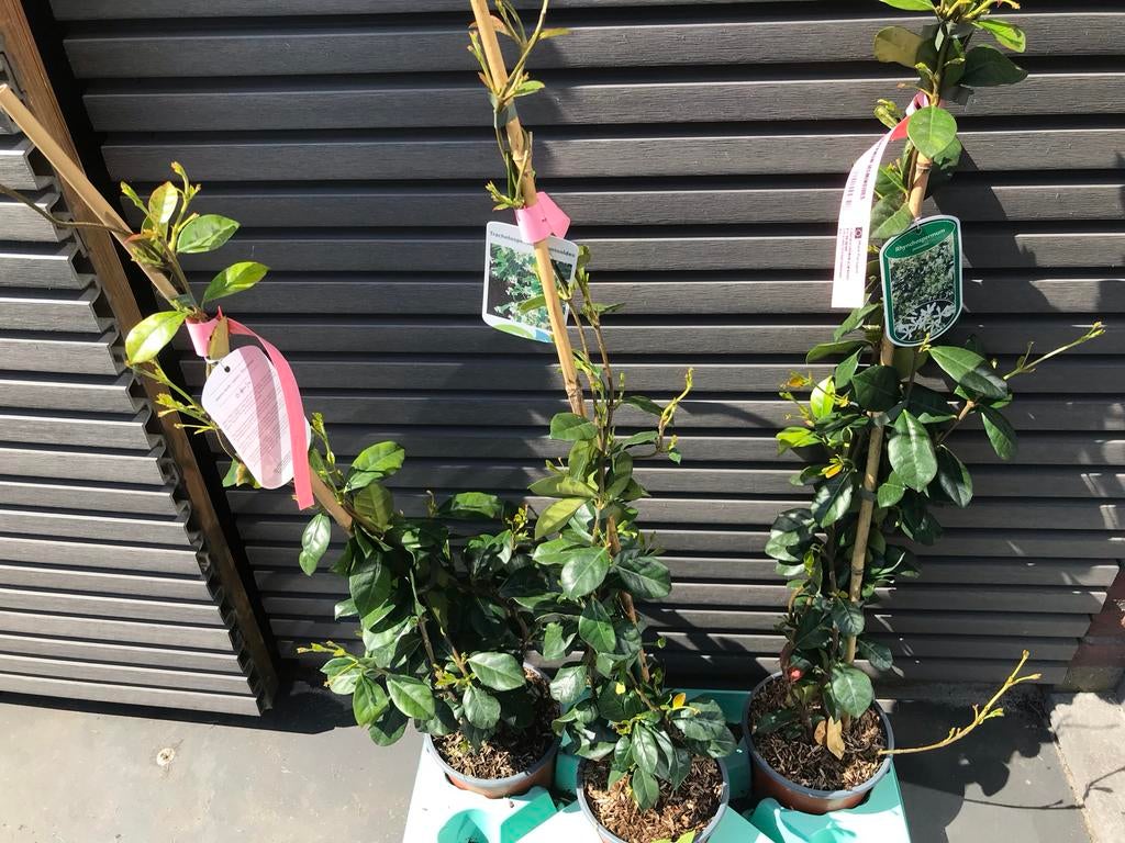 Sterjasmijn (Trachelospermum jasminoides), Tuin en Terras, Planten | Tuinplanten, Vaste plant, Klimplanten, Volle zon, Zomer, Ophalen of Verzenden