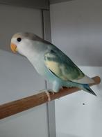 JONGE AGAPORNIS ROSEICOLLIS OM ZELF TAM TE MAKEN, Geslacht onbekend, Dwergpapegaai of Agapornis, Geringd