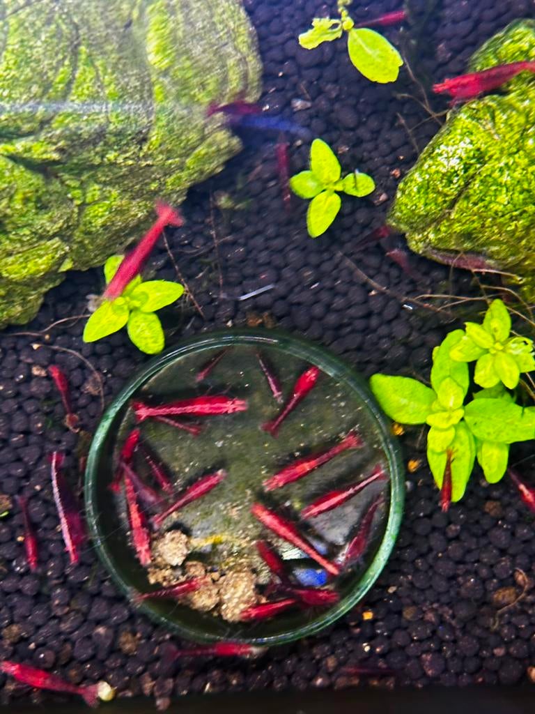 Neocaridina red garnalen, Ophalen, Nieuw