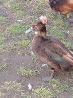 Dwergkuifjes DwergKuifeend, Meerdere dieren, Gans of Zwaan