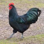 Prachtige Australorp raszuiver 9 maanden, Dieren en Toebehoren, Pluimvee, Mannelijk, Kip