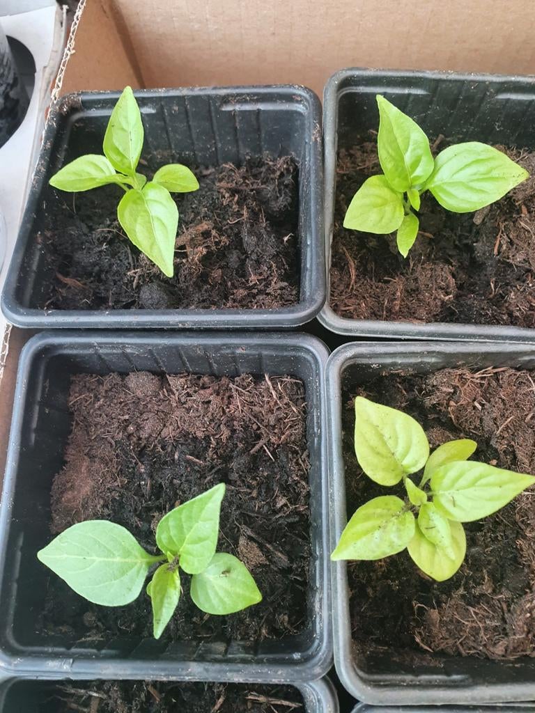 Moestuinplantjes Madame Jeanette peperplantjes, Tuin en Terras, Planten | Tuinplanten, Ophalen, Eenjarig, Groenteplanten, Volle zon