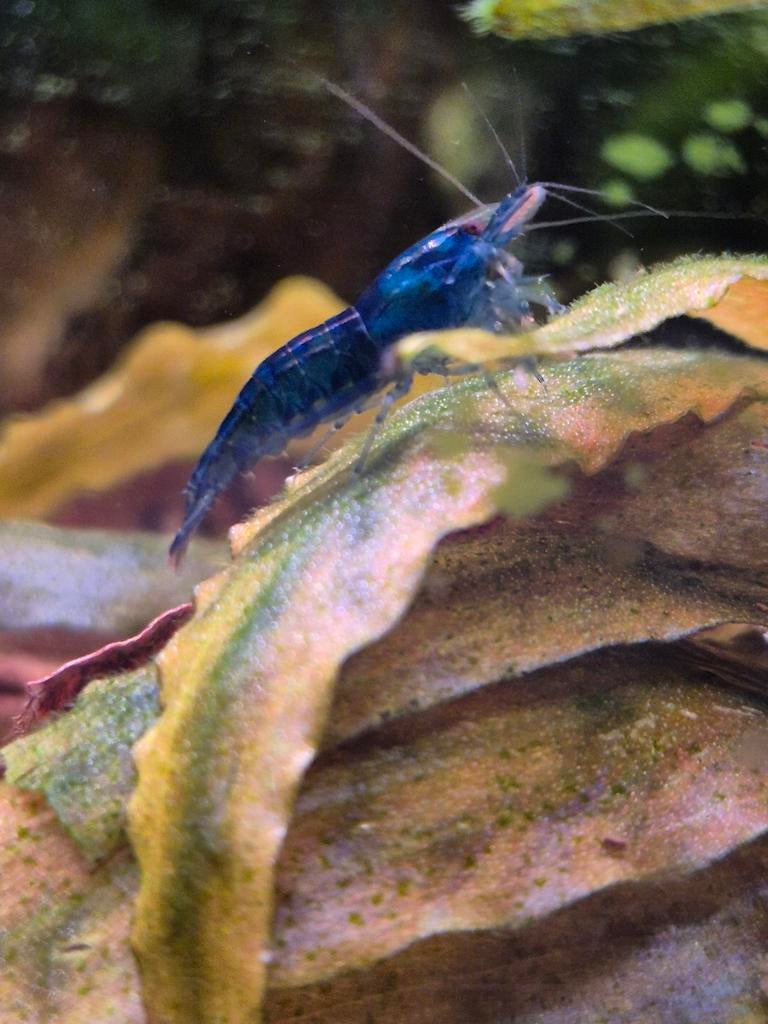 Blauwe garnaal, Neocaridina heteropoda, Blue Dream, Kreeft, Krab of Garnaal