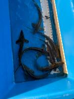 8 x diamant steur (35-40 cm), Steur