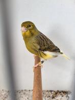 Kanarie man, Mannelijk, Kleurkanarie