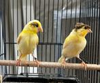 Kanaries, Dieren en Toebehoren, Meerdere dieren, Kleurkanarie