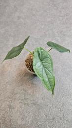 Alocasia Heterophylla Dragon Breath, Ophalen of Verzenden, Halfschaduw, Minder dan 100 cm