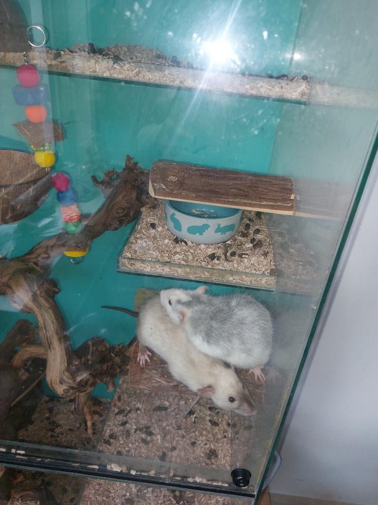 2 lieve mannetjes ratten gratis ophalen voor een goed huisje, Dieren en Toebehoren, Knaagdieren, Oktober, Mannelijk, Rat