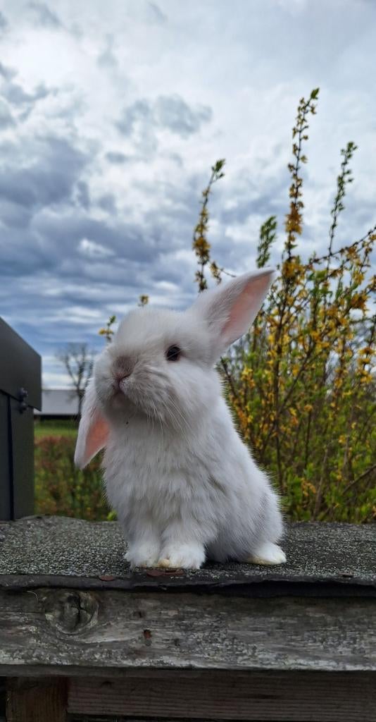 Lieve Franse Hangoor konijntjes, Dieren en Toebehoren, Konijnen, Meerdere dieren, Groot, Hangoor, 0 tot 2 jaar