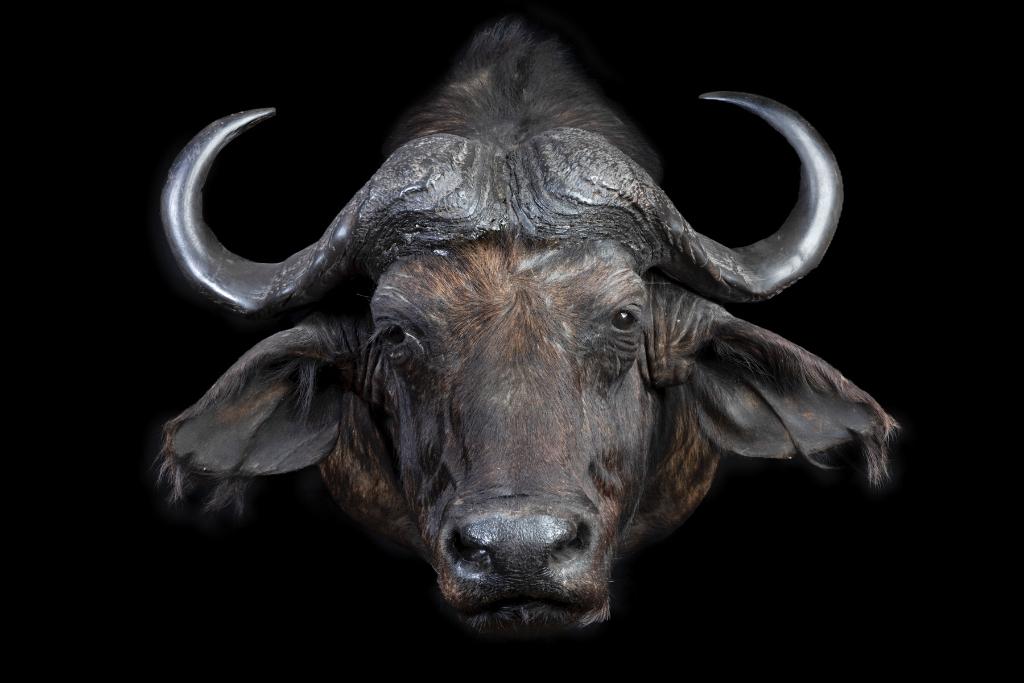 Taxidermie, Ophalen of Verzenden, Zo goed als nieuw, Overige soorten, Opgezet dier