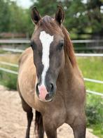 Grullo paint merrie, Dieren en Toebehoren, Merrie, Met stamboom, 3 tot 6 jaar, Onbeleerd