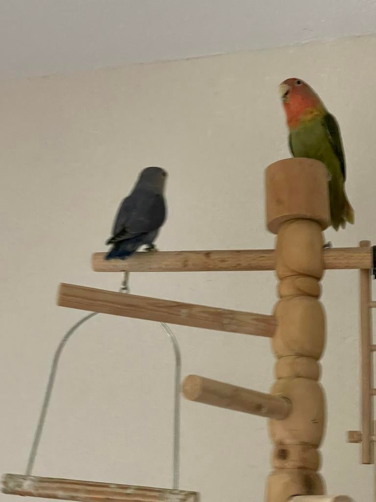 Agapornis Dwergpapegaai Lovebird Handtam, Meerdere dieren, Dwergpapegaai of Agapornis, Geringd