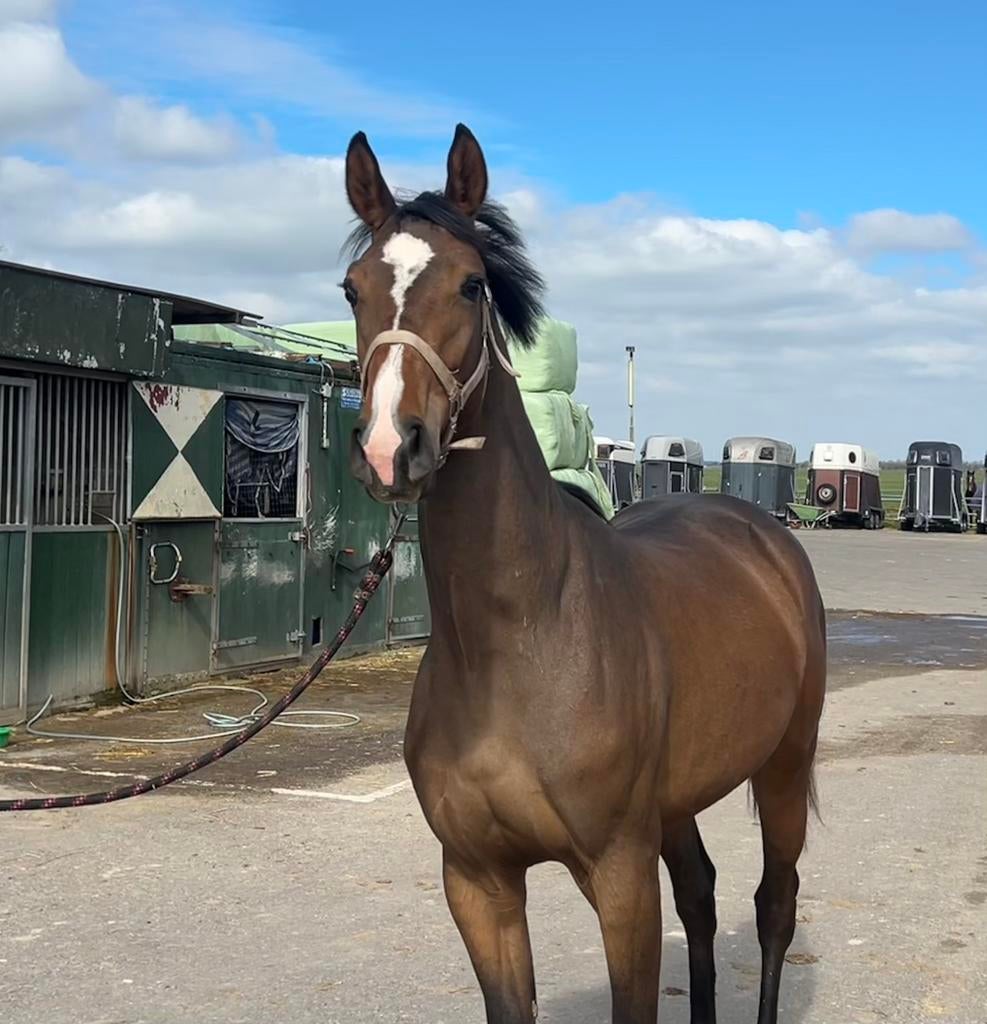 Knappe 2-jarige merrie & jaarling hengst te koop, Dieren en Toebehoren, Gechipt, Minder dan 160 cm, Niet van toepassing, 0 tot 2 jaar