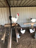 Broedeieren Sussex, Mannelijk, Kip