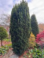 Gratis af te halen Taxus 3 meter, Tuin en Terras, Ophalen, Bloeit niet, Halfschaduw, Overige soorten