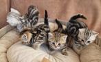 Britse korthaar kittens, Dieren en Toebehoren, Katten en Kittens | Raskatten | Korthaar, Meerdere dieren, Ontwormd, 0 tot 2 jaar