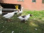 Ganzen, Dieren en Toebehoren, Pluimvee, Meerdere dieren, Gans of Zwaan