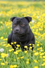 Staffordshire Bull Terrier dekreu engelse stafford, Dieren en Toebehoren, Honden | Jack Russells en Terriërs, CDV (hondenziekte)