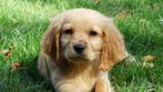 Golden Cocker pups  geheel verzorgd !, Nederland, Overige rassen, CDV (hondenziekte), 8 tot 15 weken